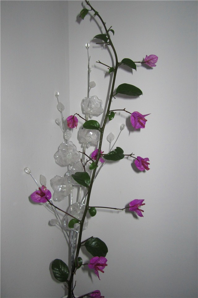 Buganvilea
